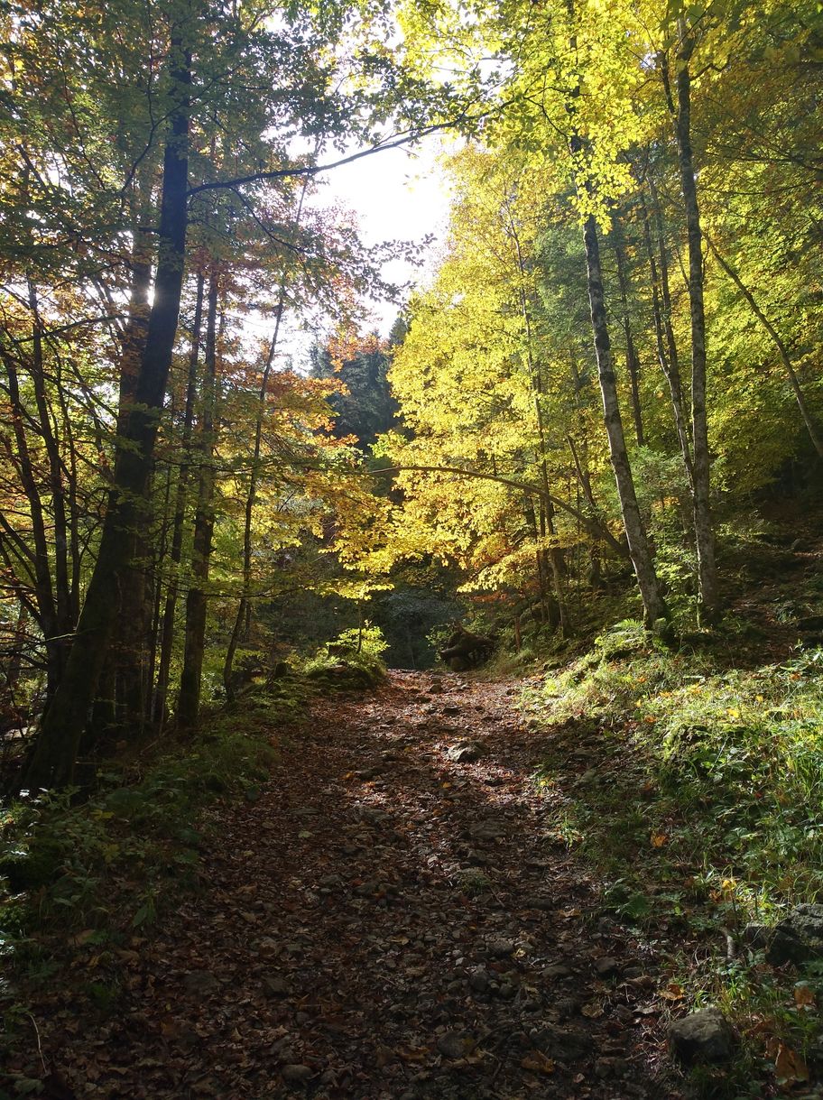 Wanderweg durch die Reichenbachklamm