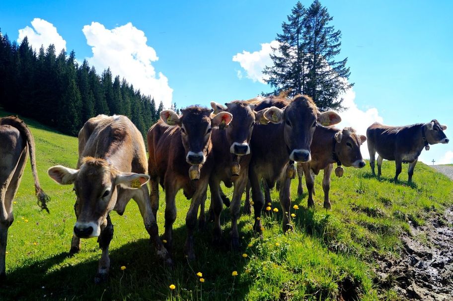 Neugierige Kühe am Ofterschwanger Horn