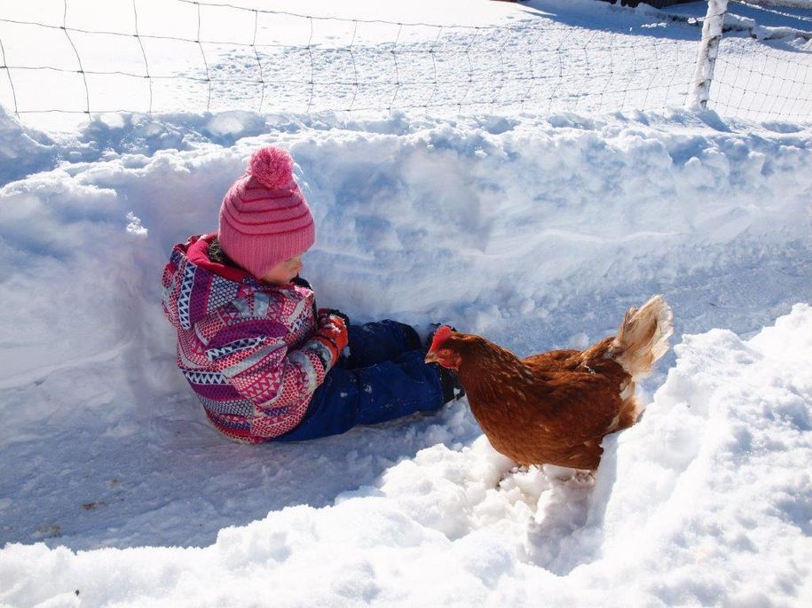 Huhn auf Schneetour