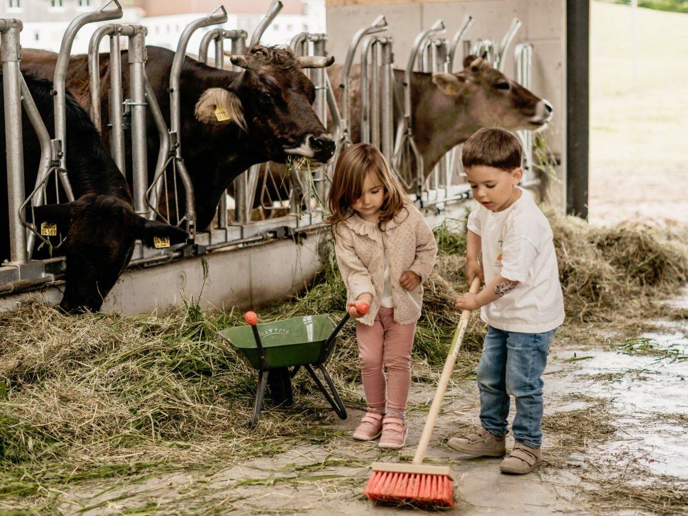 Kühe füttern im neuen Stall