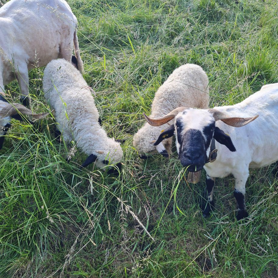 Schafe auf der Wiese gegenüber
