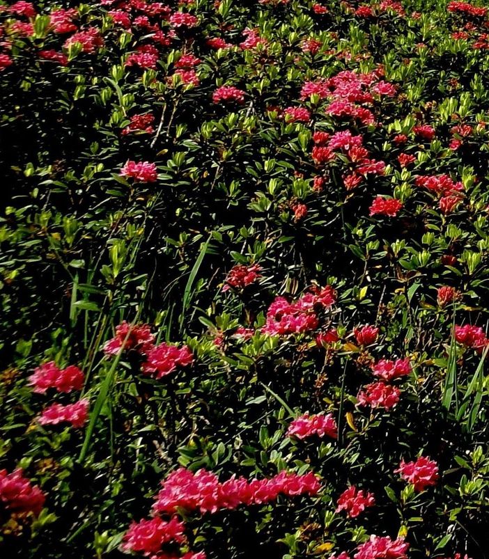 Alpenrosenblüte