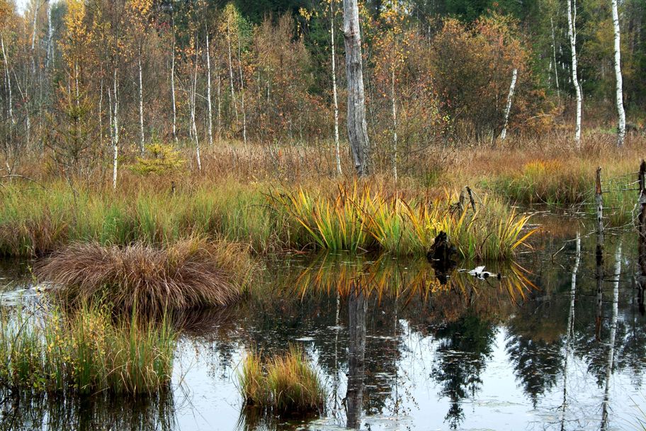Herbstliche Stimmung im Werdensteiner Moos