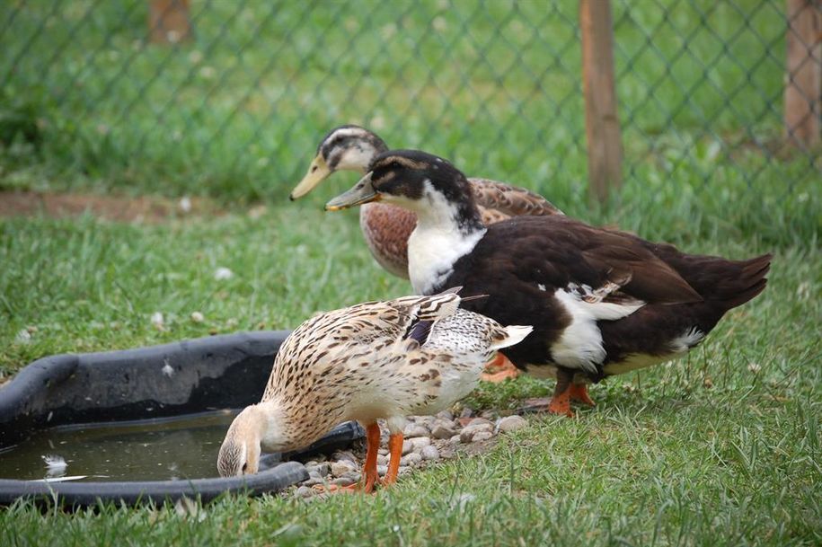 Enten am Teich