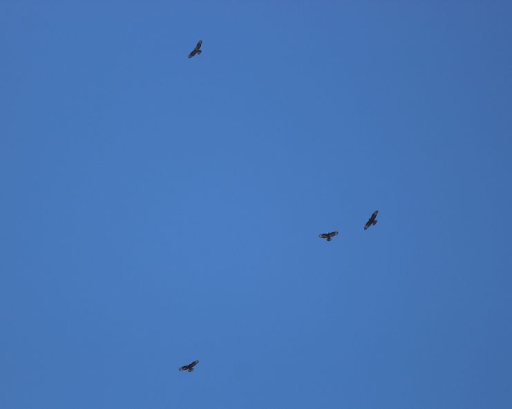 Wespenbussard_F_Steinmeyer