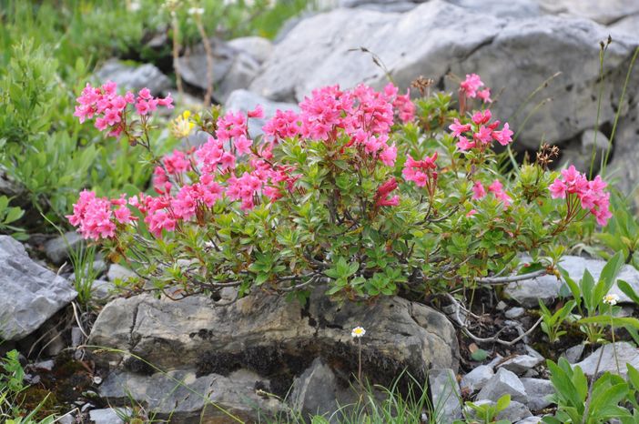 Alpenrosen