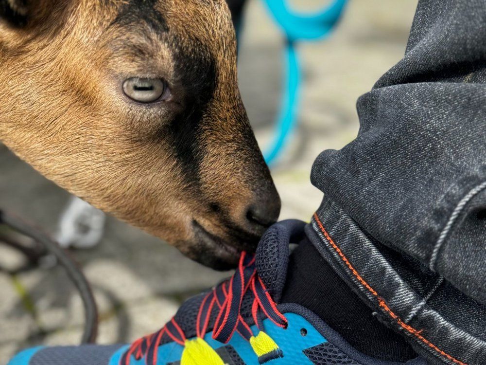 Berghof Kinker RoÃŸhaupten - Ziege spielt mit SchnÃ¼rsenkel