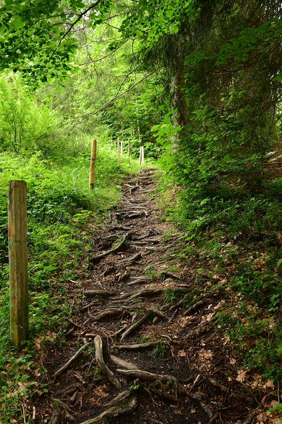 Abenteuerliche Wege_Naturpark Nagelfluhkette_klein